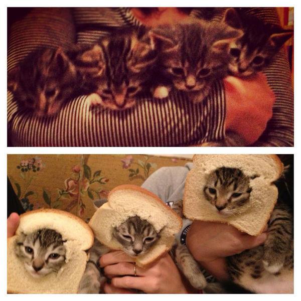 Breaded-Kittens.jpg