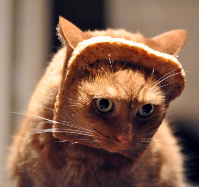 Cat-Breading-is-So-Hot-Right-Now.jpg