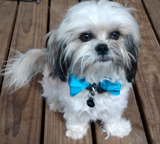 Chewy bow tie.png