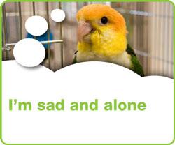 sad-alone-bird.thumb.jpg.19c92e24aec7656