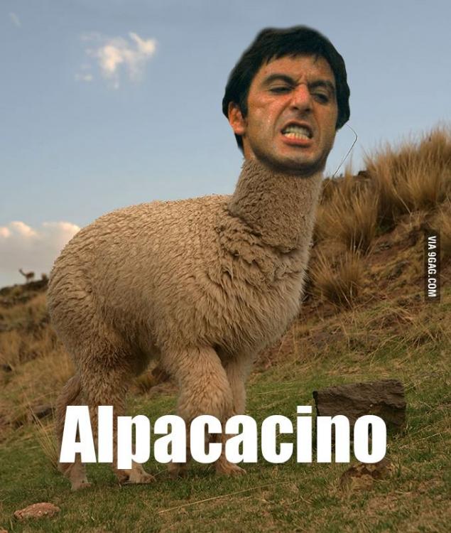 Al-pacino--Alpaca--Alpacacino.thumb.jpg.