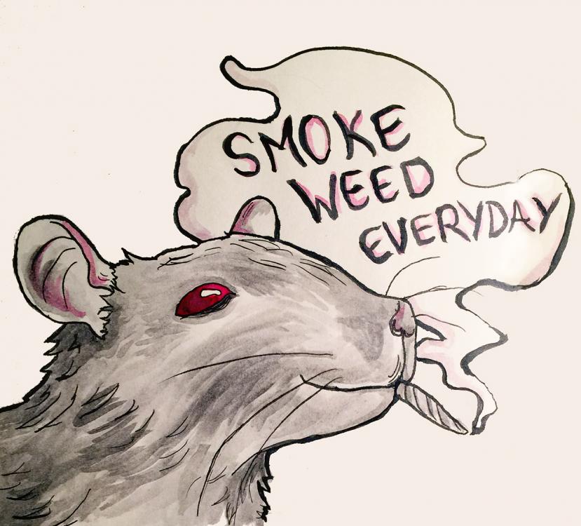 smokeweedrat.jpg