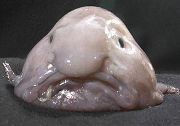 09_13_2013_blobfish-e1379079669470.thumb