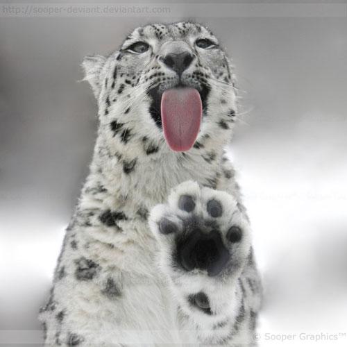 Licking_snow_leopard.thumb.jpg.3e0d4617a