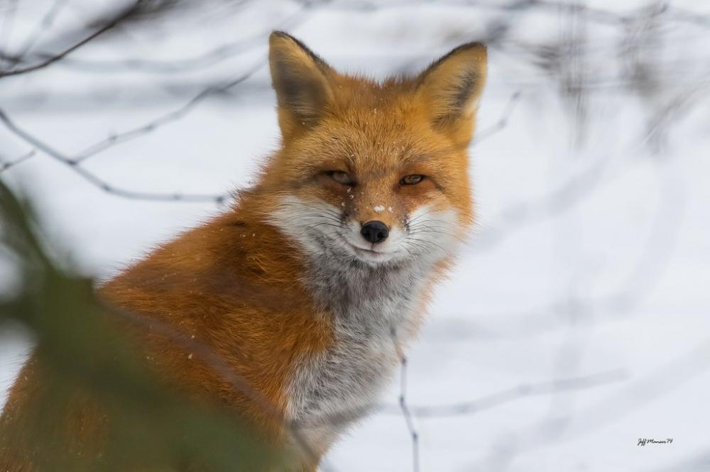 smug-fox-snow-smirk-smile-1421156398h.th