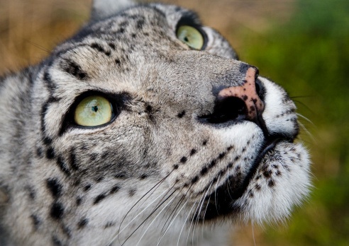 snow-leopard-close-up.jpg.ddfef8c0d372de