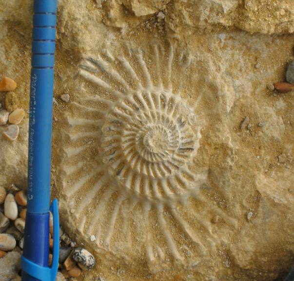 dorset ammonite 1.png