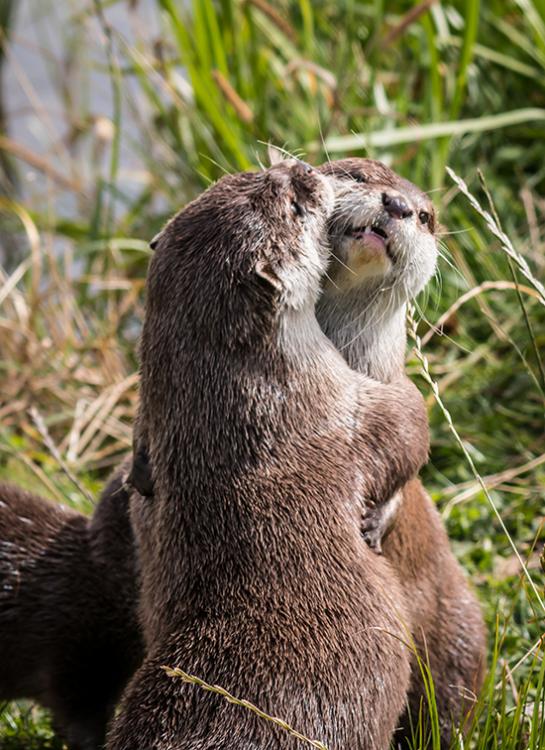 Otters-Have-an-Awkward-Hug.thumb.jpg.d1c