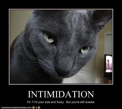 funny-pictures-cat-is-intimidating.jpg
