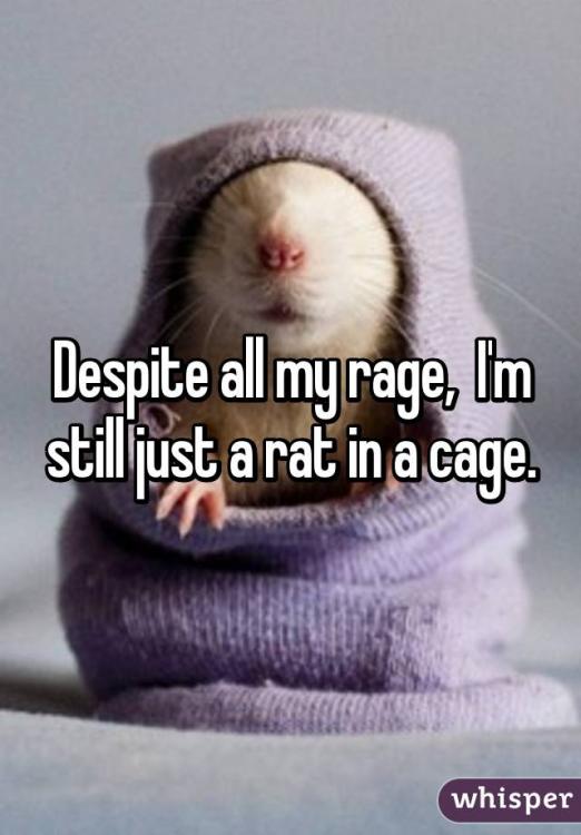 despite all my rage rat in a cage.jpg