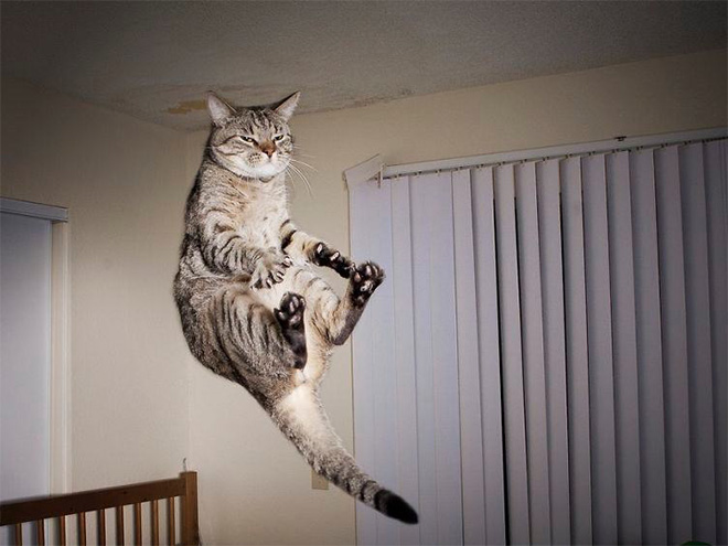 flying-cat1.jpg
