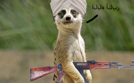 joe the terrorist meerkat.png