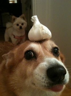 garlicdoge.jpg
