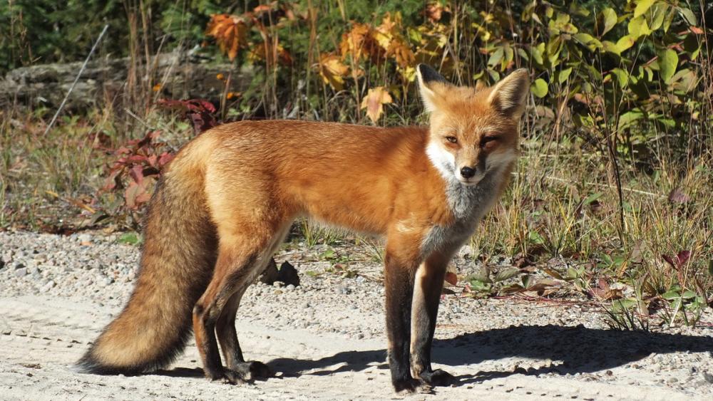 red-fox-in-algonquin-park-fall-of-2014-pic-2.jpg