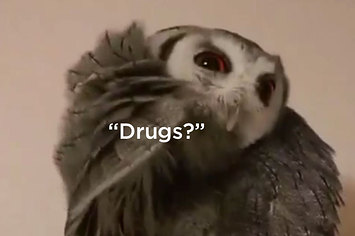 drugs owl.jpg