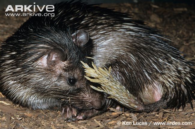 African-brush-tailed-porcupine-showing-tail.jpg