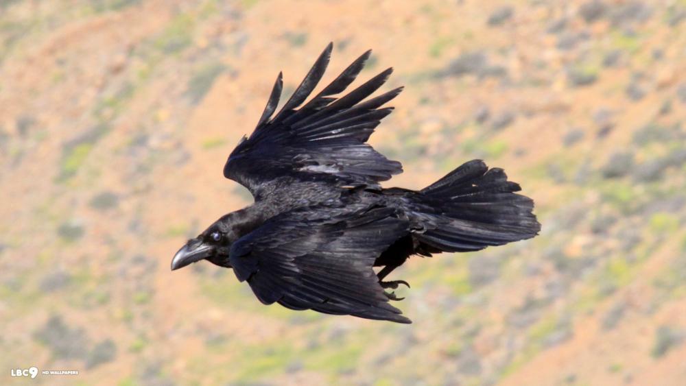 raven-flight-desktop-background.jpg