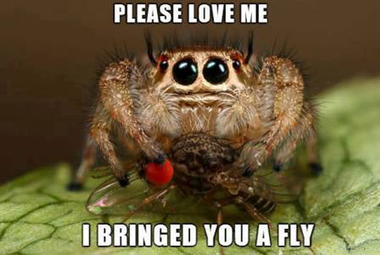 cool-cute-spider-fly-love.jpg