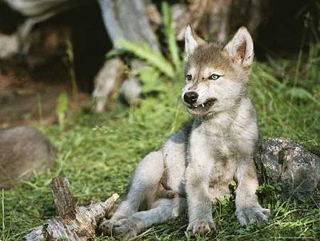 Wolf-Pup.jpg