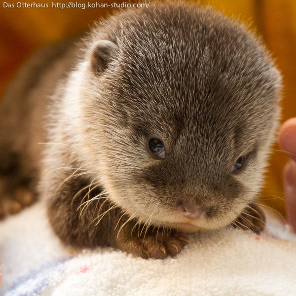 cute-baby-otter-is-looking-at-you.jpg