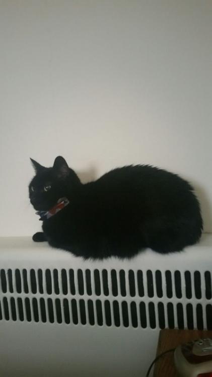 Bo on radiator.jpg