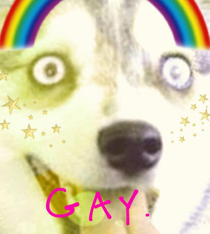 gaydog.jpg
