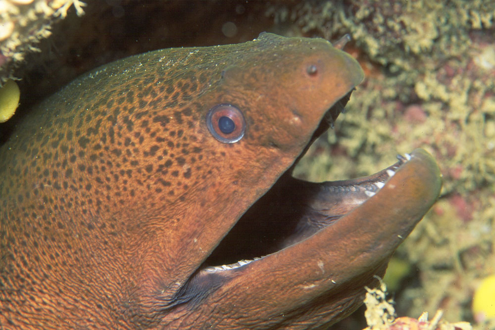 Gymnothorax javanicus Giant moray eel, Niue.jpg