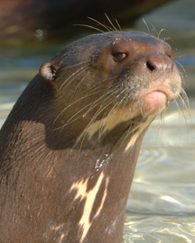 giant-otter.jpg.png