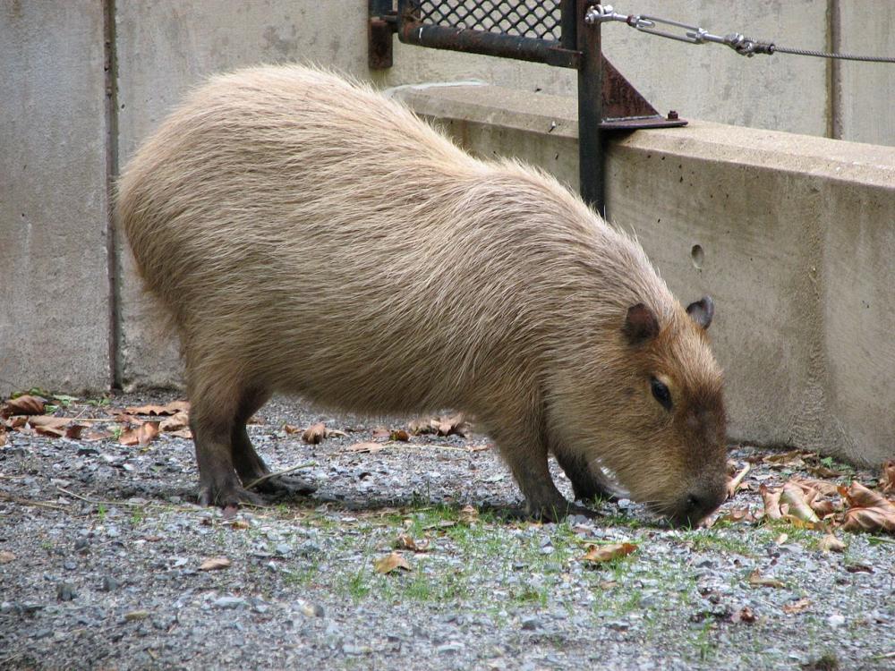 tmp_31072-Capybara_at_the_Washington_Zoo-665100628.jpg