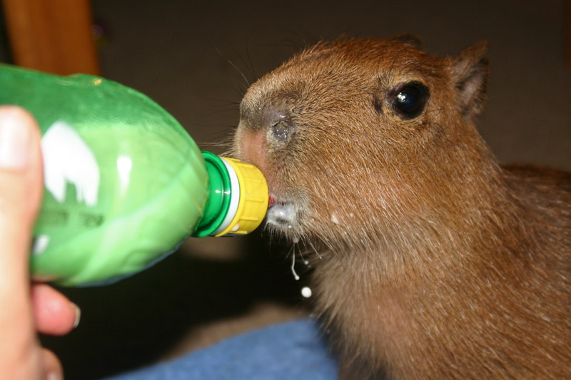 tmp_31072-Capybara_baby_bottle538987466.jpg