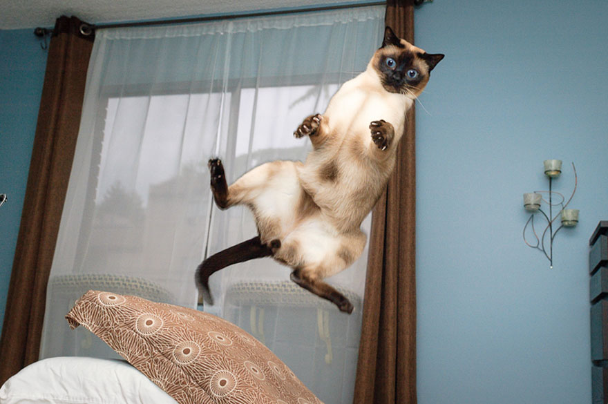 cats-jumping-15.jpg