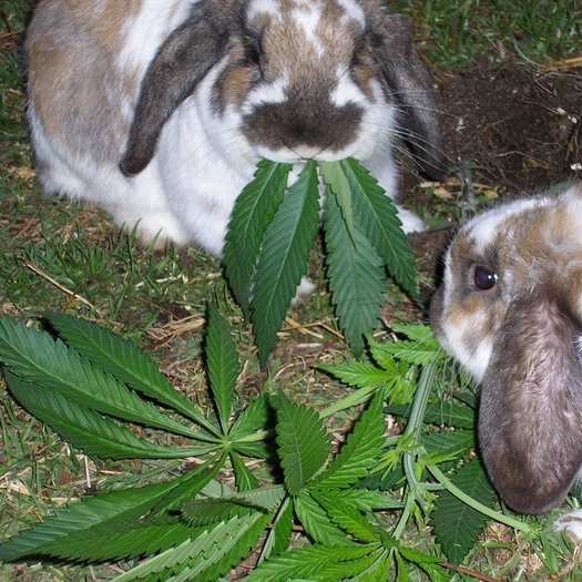 marijuana-rabbits-dea-utah.jpg.273b0c31f1c348e1b8f7ddbf109299e0.jpg
